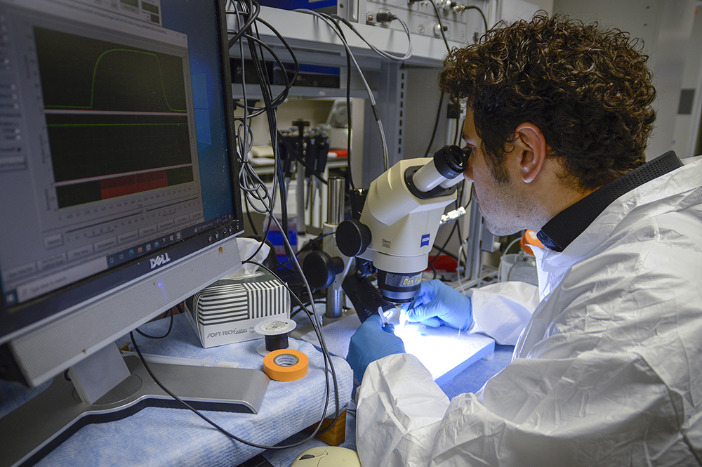 Francccesco Boeno, Ph.D., postdoctoral associate in the Laboratory of Muscle & Environmental Physiology, looks through a microscope