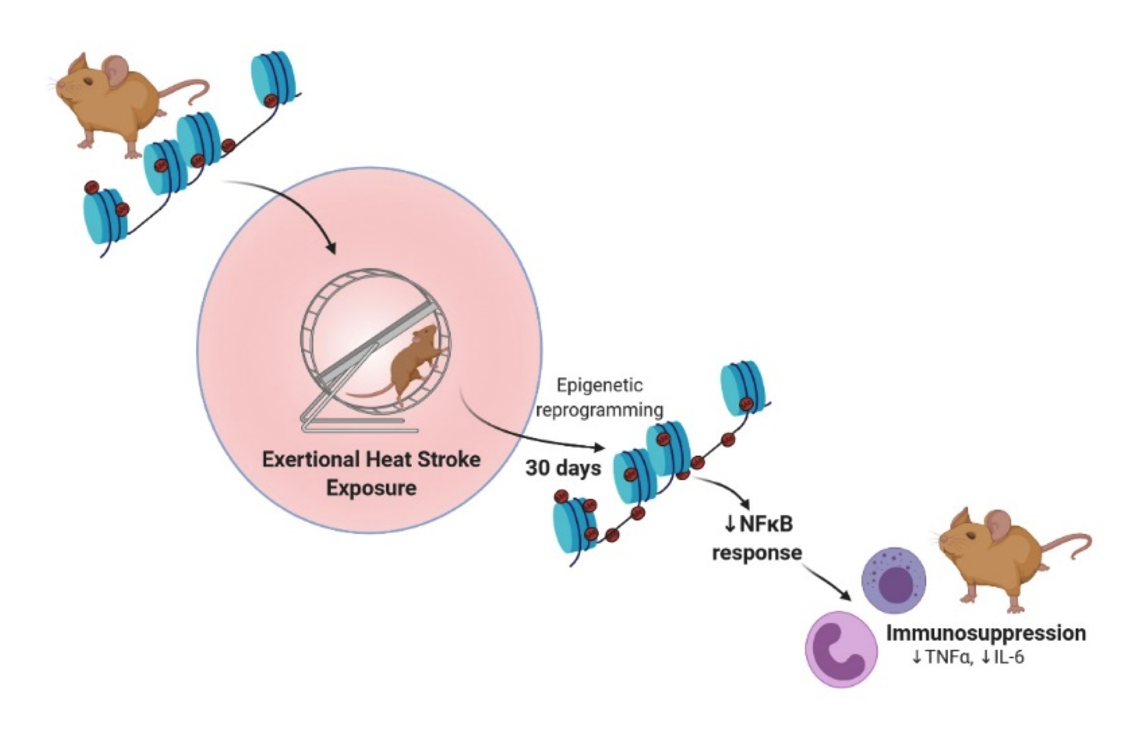 Clanton-2020-heat-stroke-research